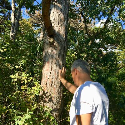 Medicina Mistella 02