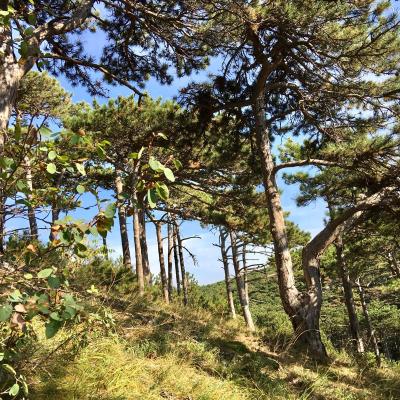 Medicina Mistella 03