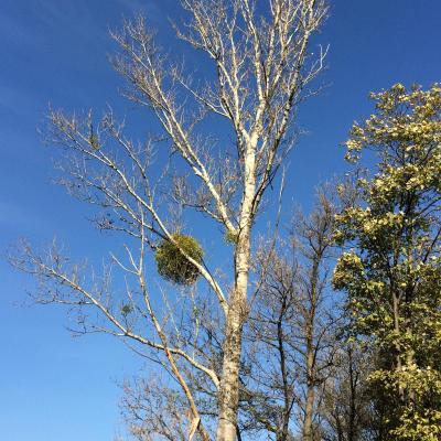 Medicina Mistella 10