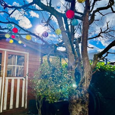 Medicina Mistella 11