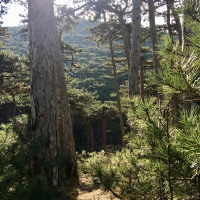 Medicina Mistella 14