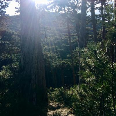 Medicina Mistella 15