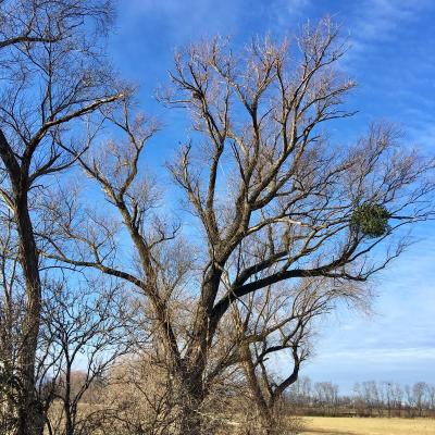 Medicina Mistella 16