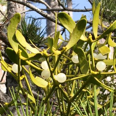 Medicina Mistella 19