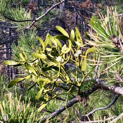 Medicina Mistella 22