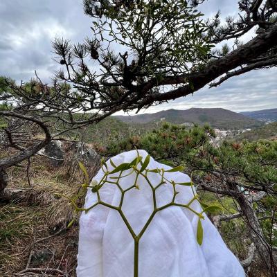 Medicina Mistella 25