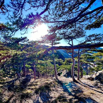 Medicina Mistella 26