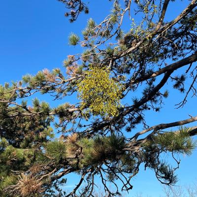 Medicina Mistella 27