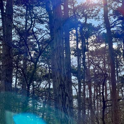 Medicina Mistella 29