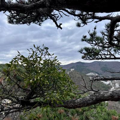 Medicina Mistella 30